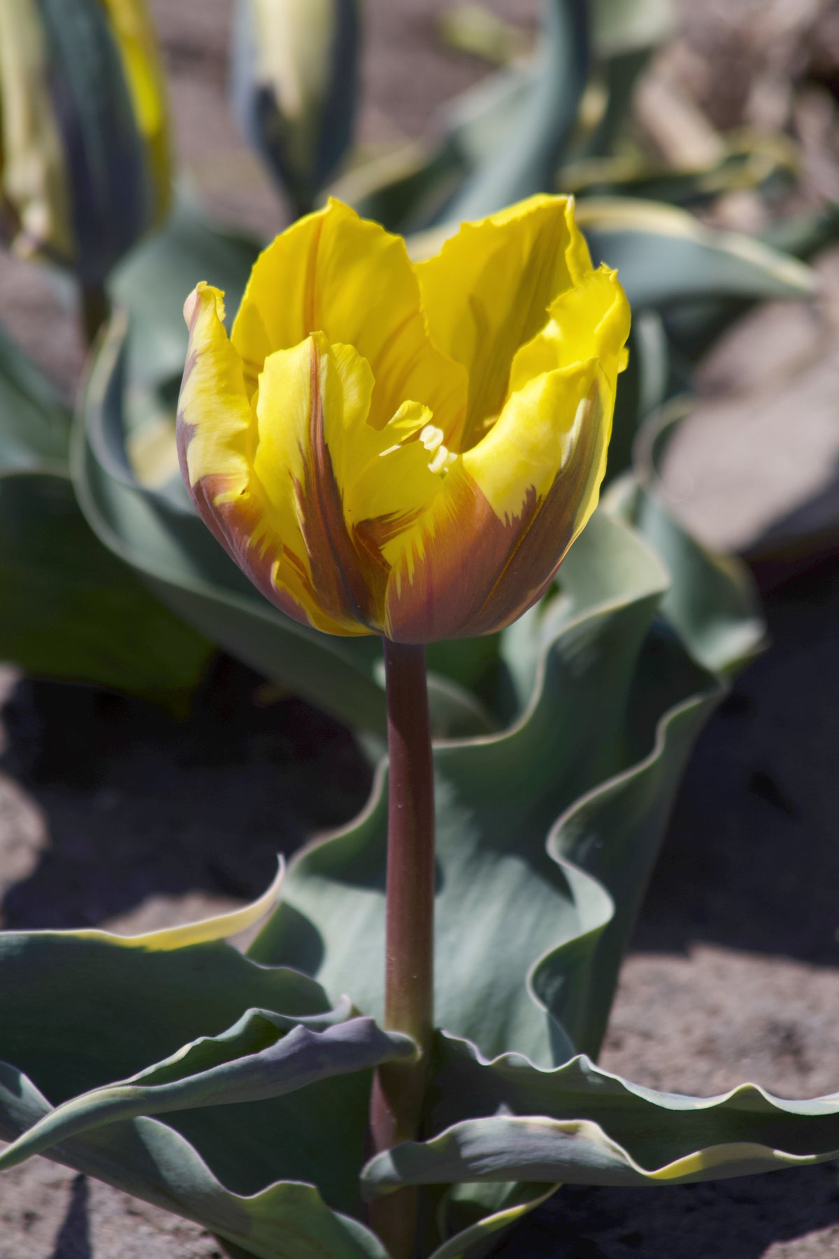 Tulipan Hermitage