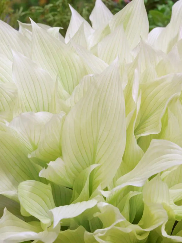 Hosta White feather