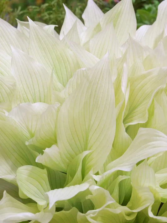 Hosta White feather