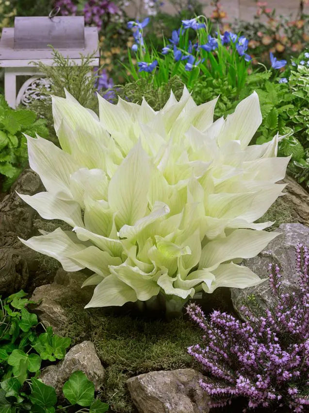 Hosta White feather