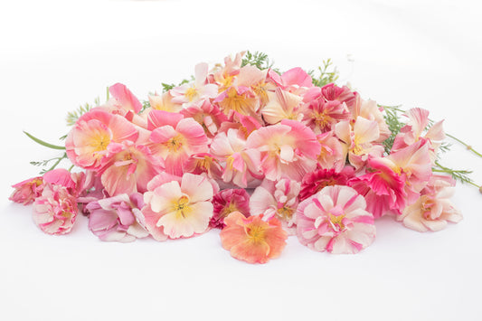 Kalifornijski mak Appleblossom Chiffon