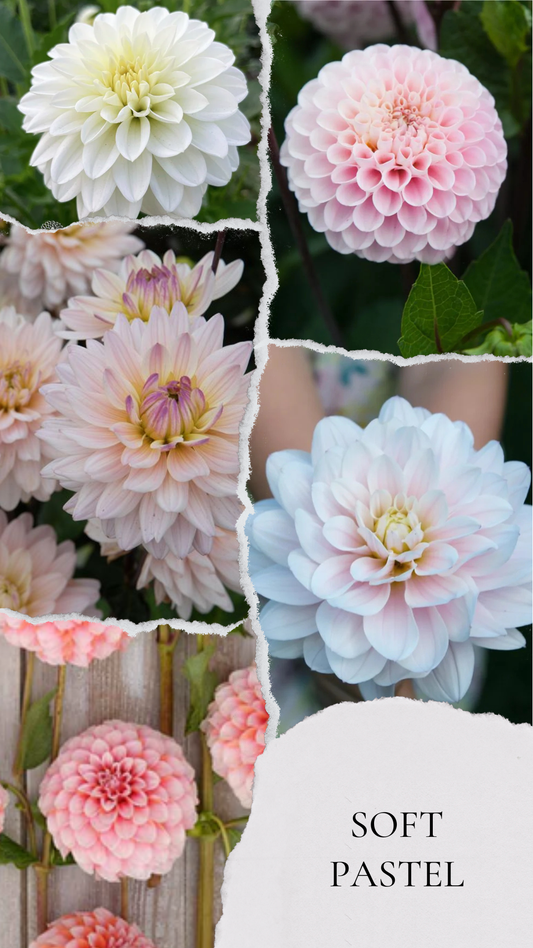 Soft pastel - premium kolecija dalij