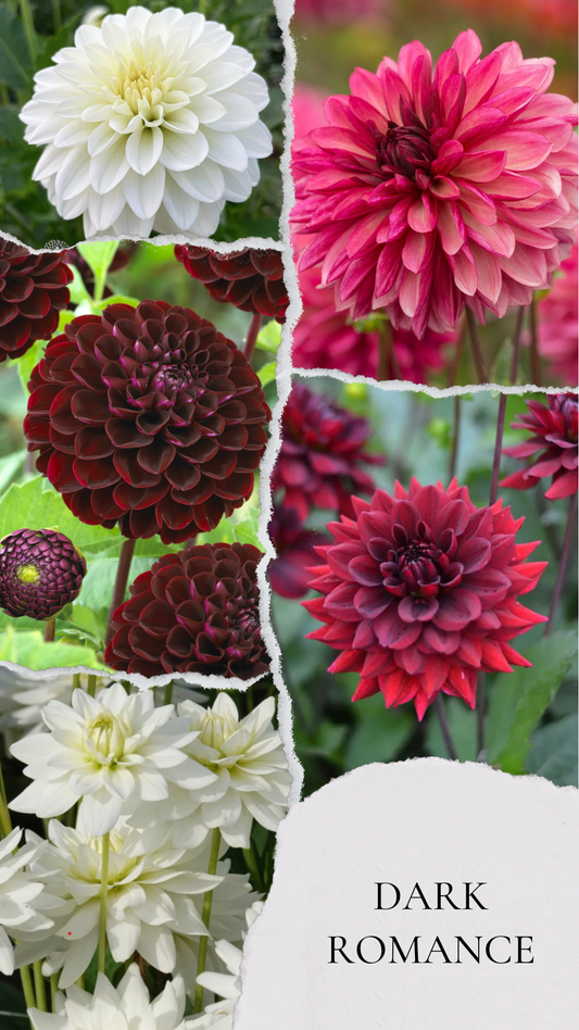 Dark romance - premium kolekcija dalij