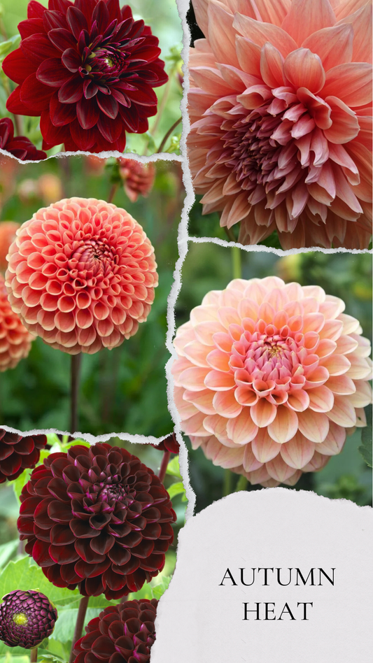 Autumn heat - premium kolekcija dalij