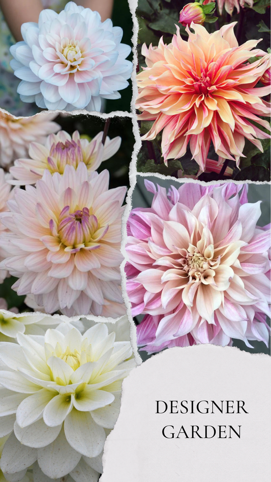 Designer garden - premium kolekcija dalij