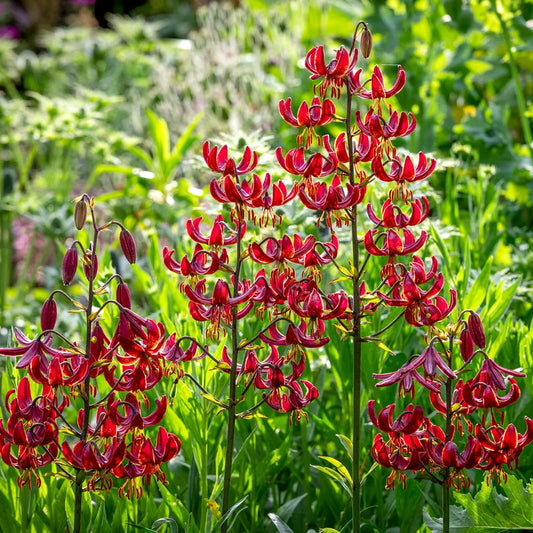 Lilija Martagon Claude Shride