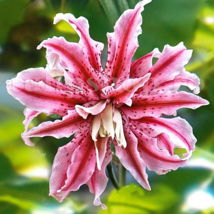 Lilija Magic star