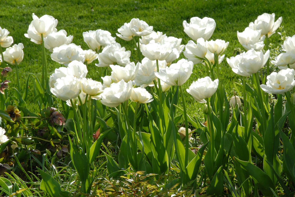 Tulipan Mount Tacoma