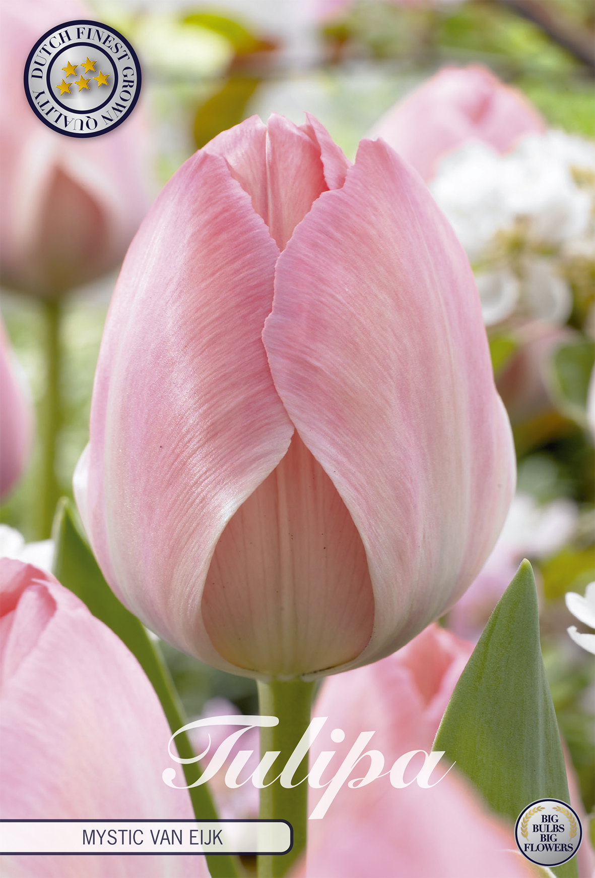 Tulipan Mystic van Eijk