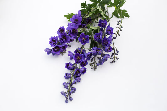 Ostrožnik Benary's pacific black knight