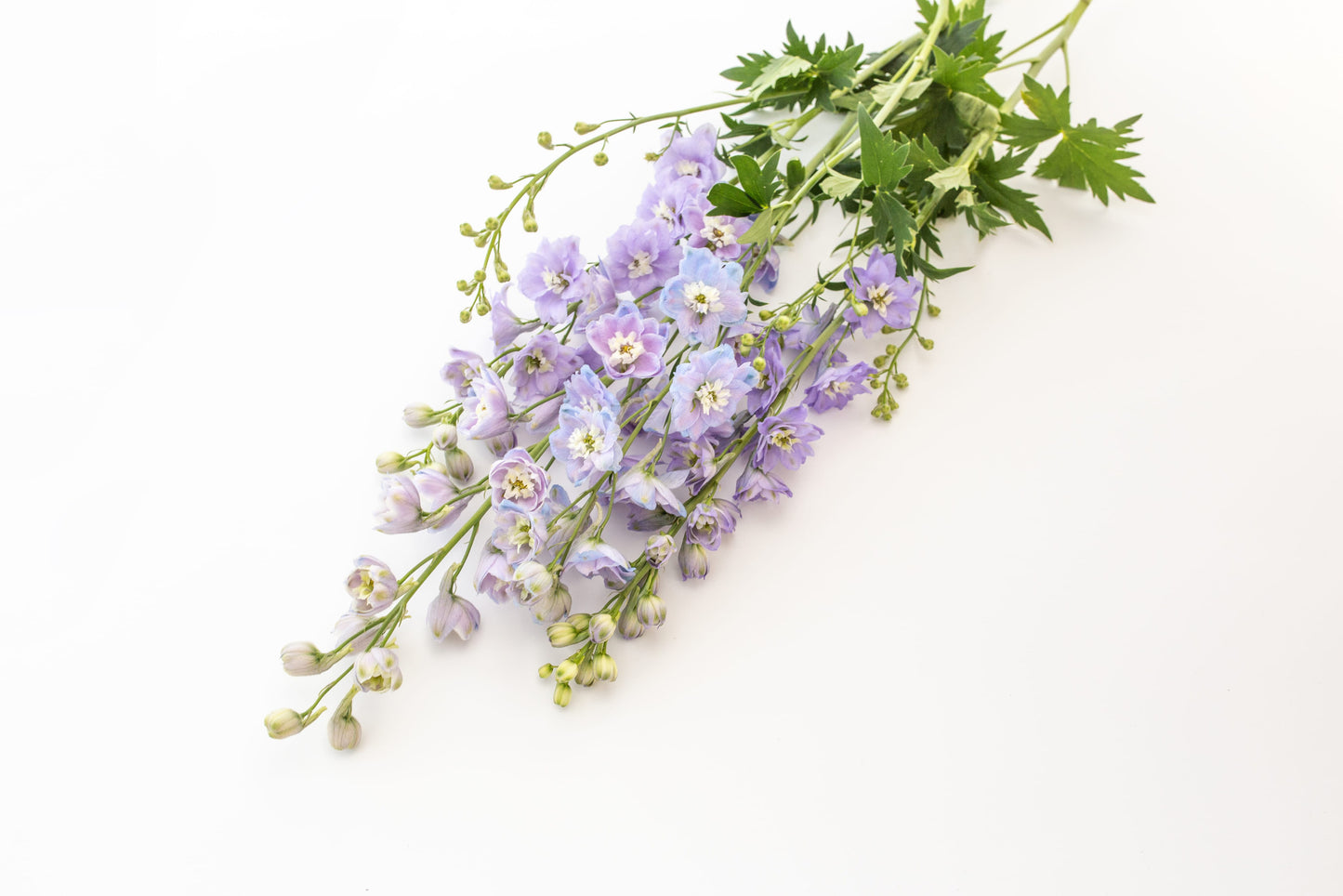 Ostrožnik Benary's pacific Guinevere