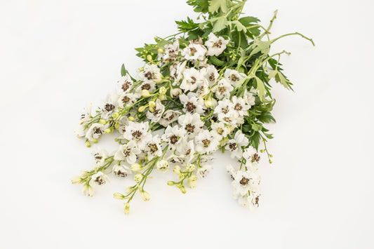 Ostrožnik Benary's pacific Percival