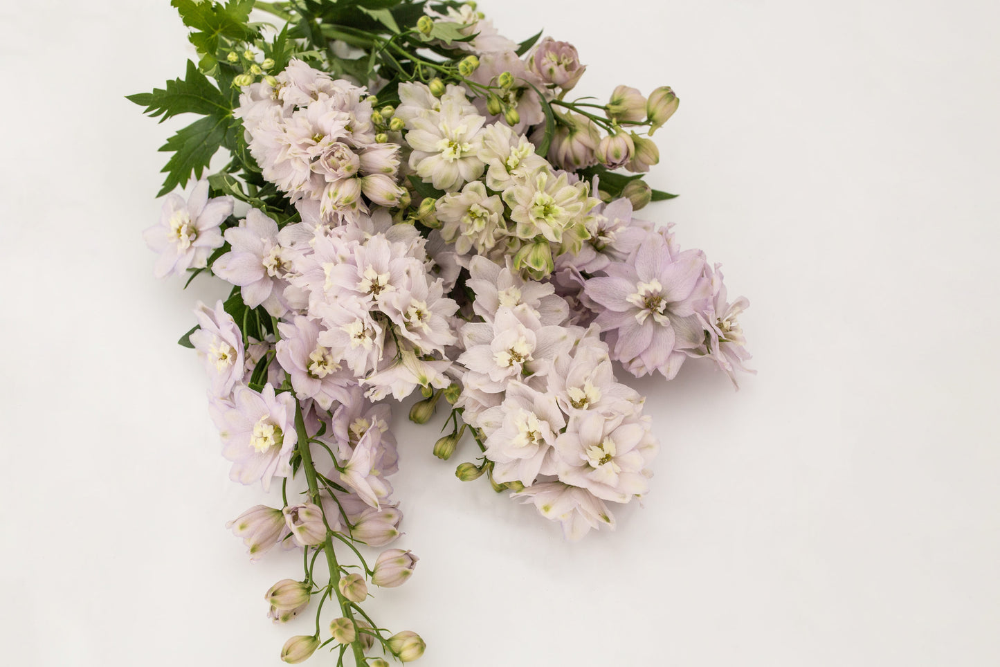 Ostrožnik Magic fountains cherry blossom