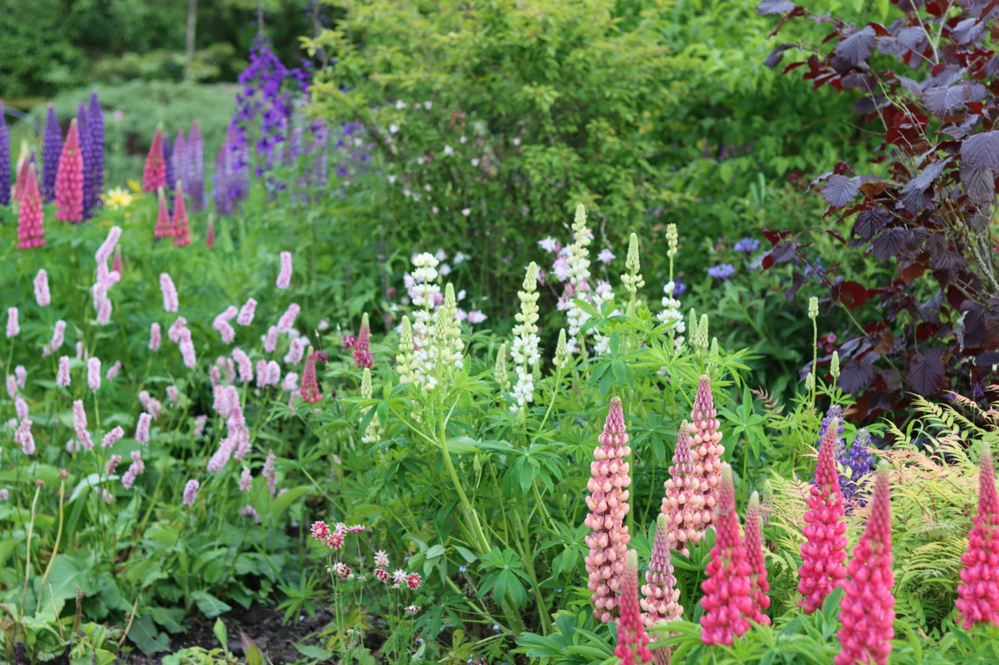 Lupina ‘La Chatelaine’ (Lupinus polyphyllus)