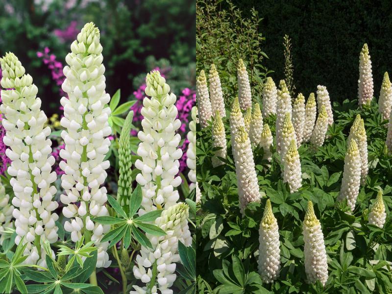 Lupina ‘Noble Maiden’ (Lupinus polyphyllus)