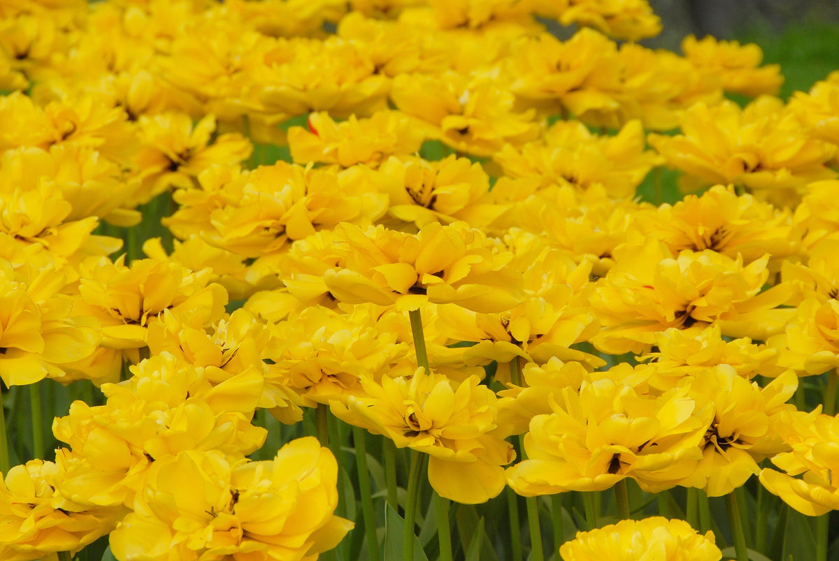 Tulipan Yellow pomponette