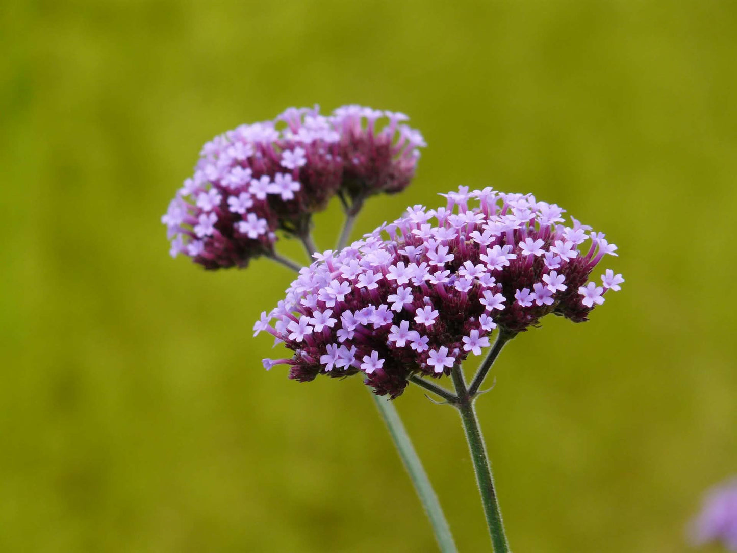 Visoka verbena