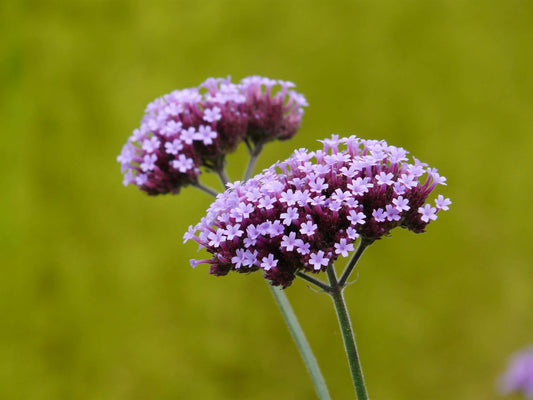 Visoka verbena