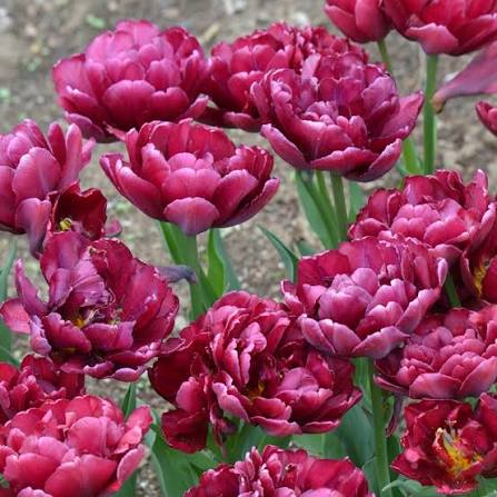 Tulipan Alison Bradley