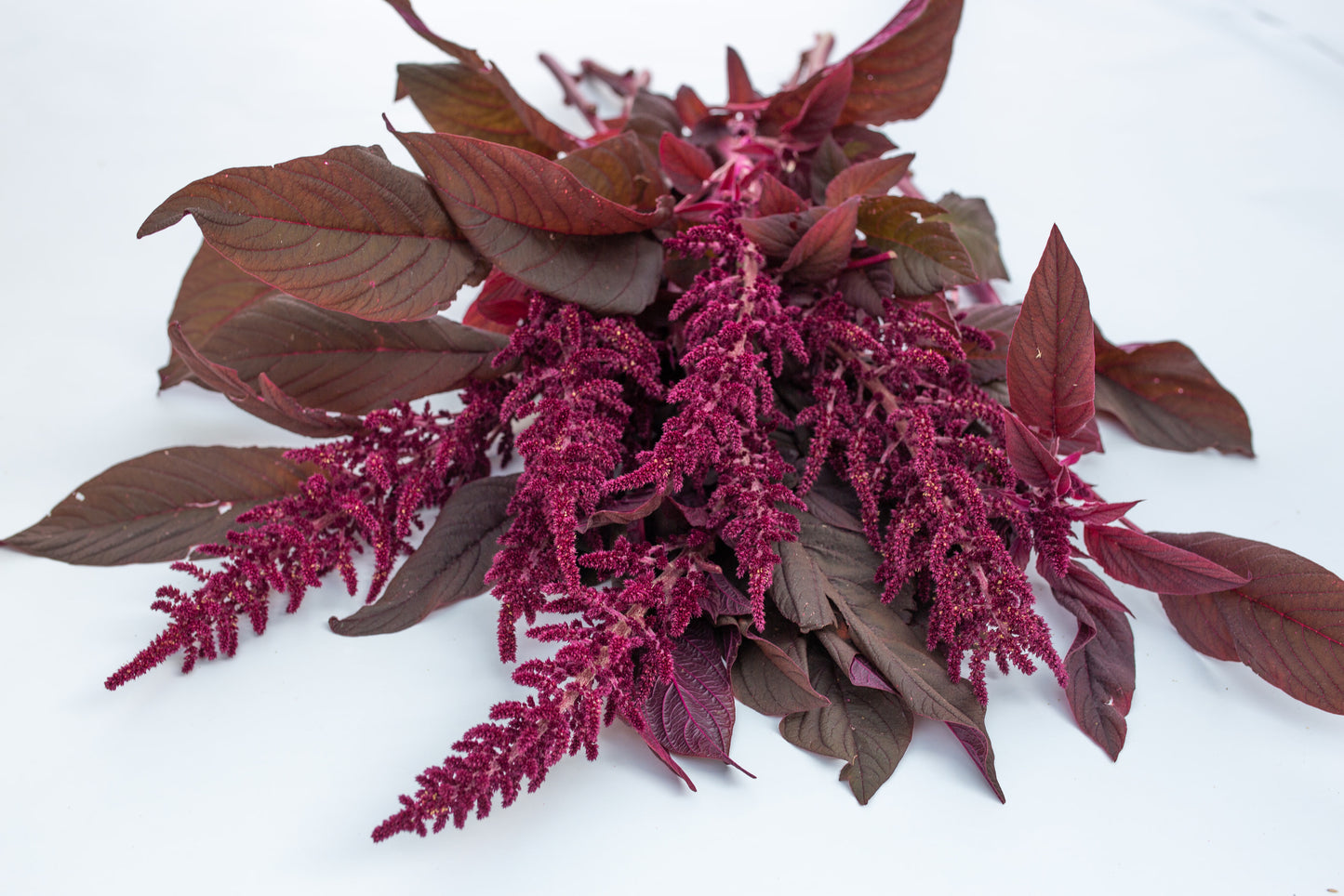 Amarant Velvet curtains