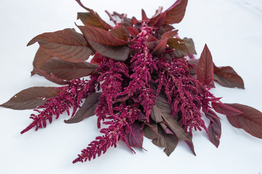 Amarant Velvet curtains