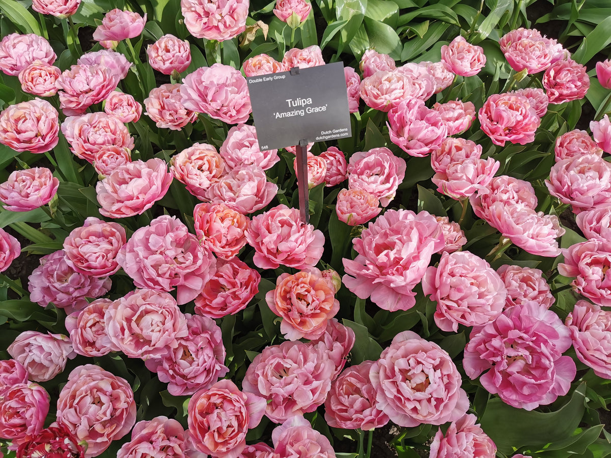 Tulipan Amazing Grace
