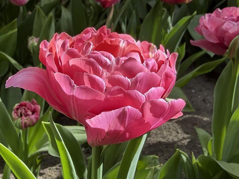 Tulipan Amazing Grace