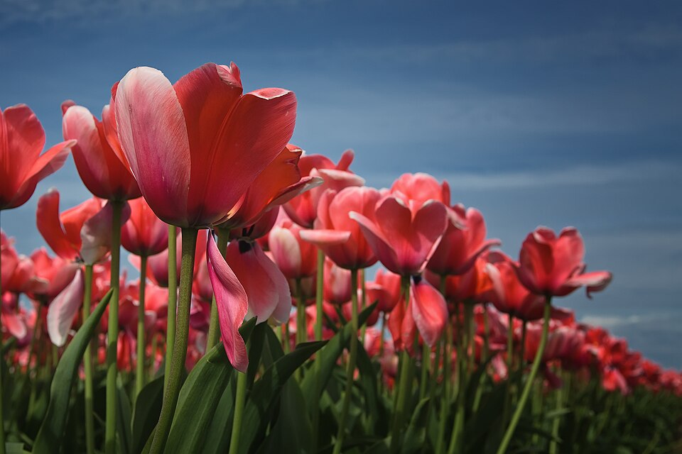 Tulipan Apricot impression