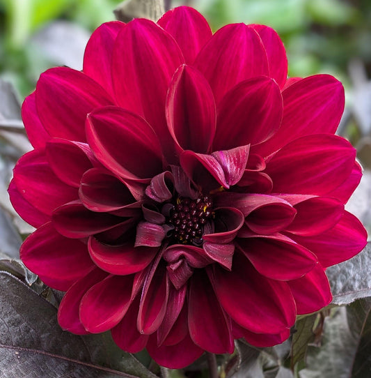 Dalija Arabian night