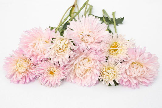 Astra King size Appleblossom