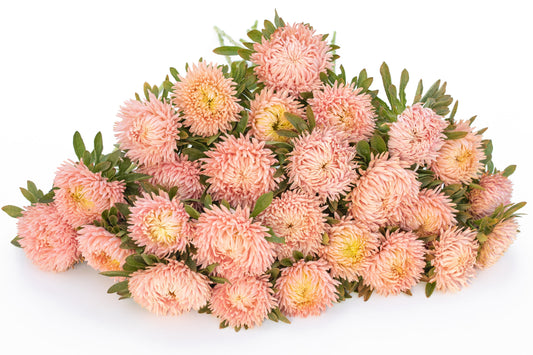 Astra Lady coral salmon