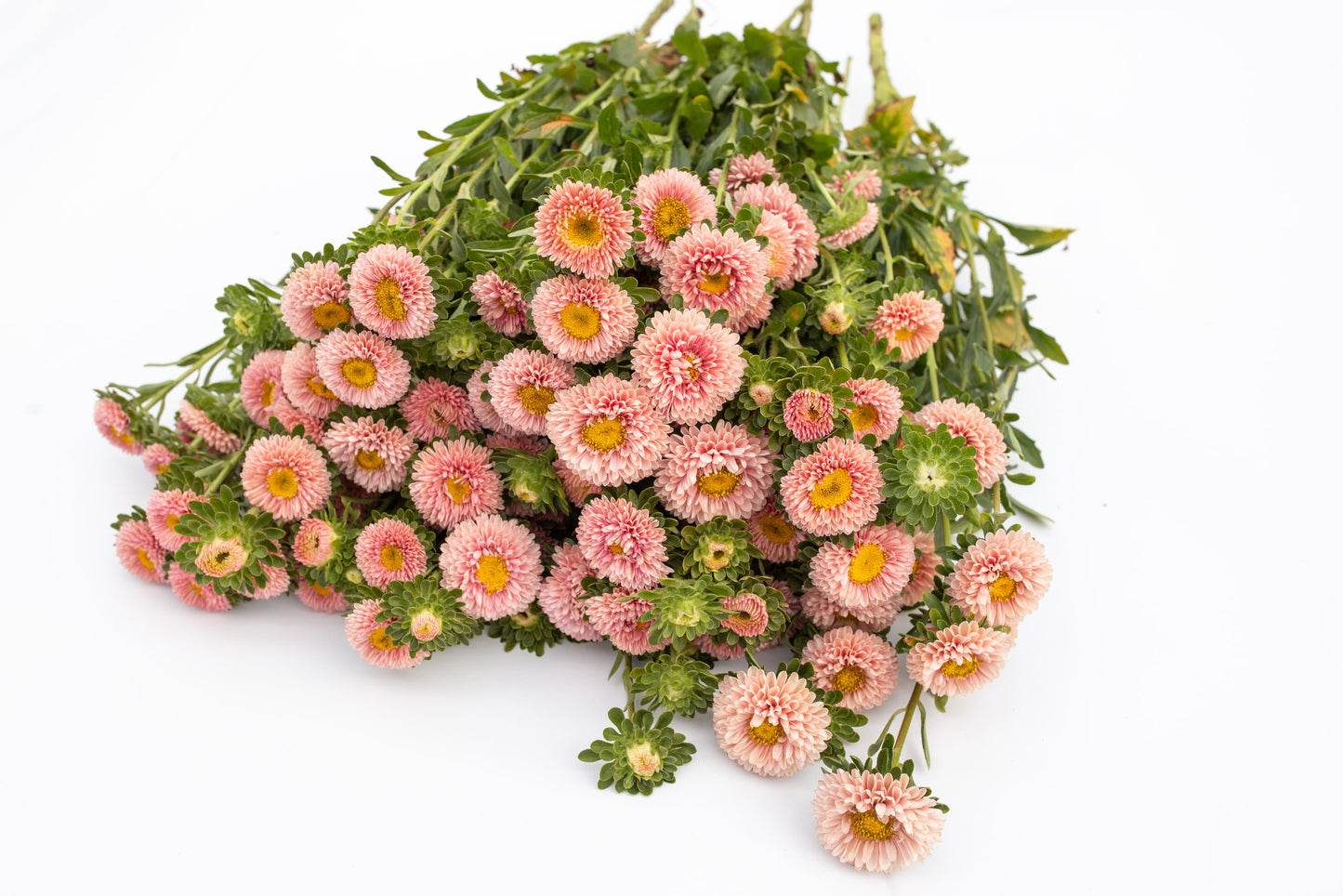 Astra Matsumoto apricot