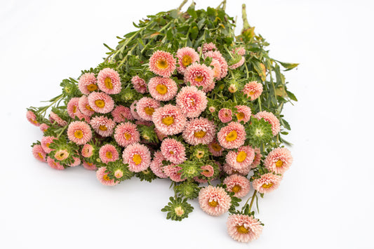 Astra Matsumoto apricot