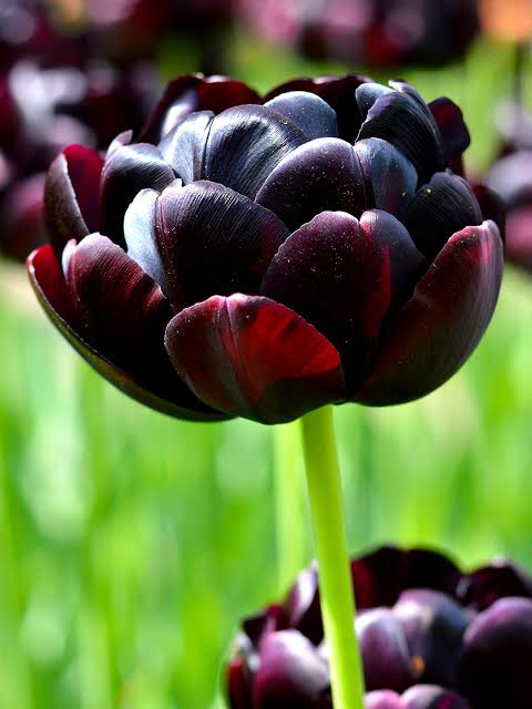 Tulipan Black hero