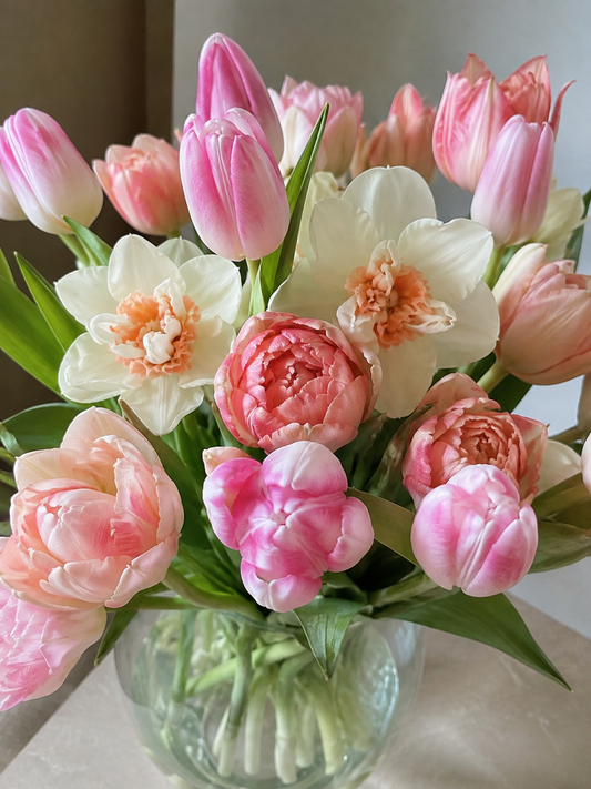 Blush Garden – kolekcija 25 čebulic