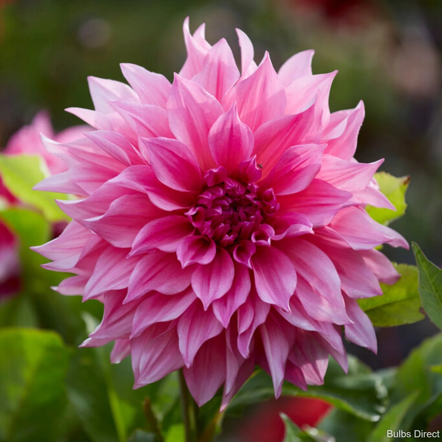 Dalija Cafe au lait rose
