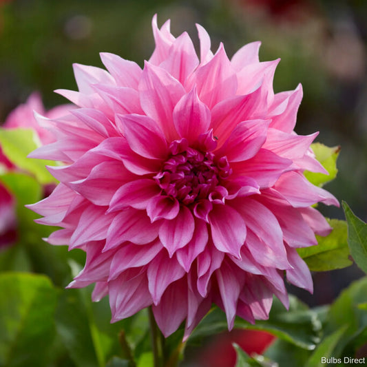 Dalija Cafe au lait rose