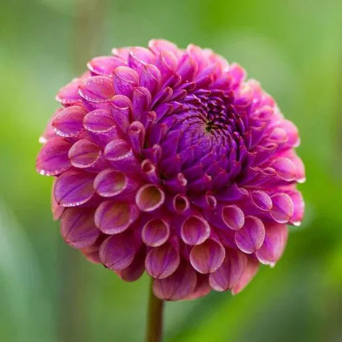 Dalija Caitlyn's joy