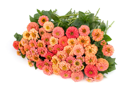 Cinija Oklahoma salmon