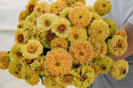 Cinija Queen lemon peach