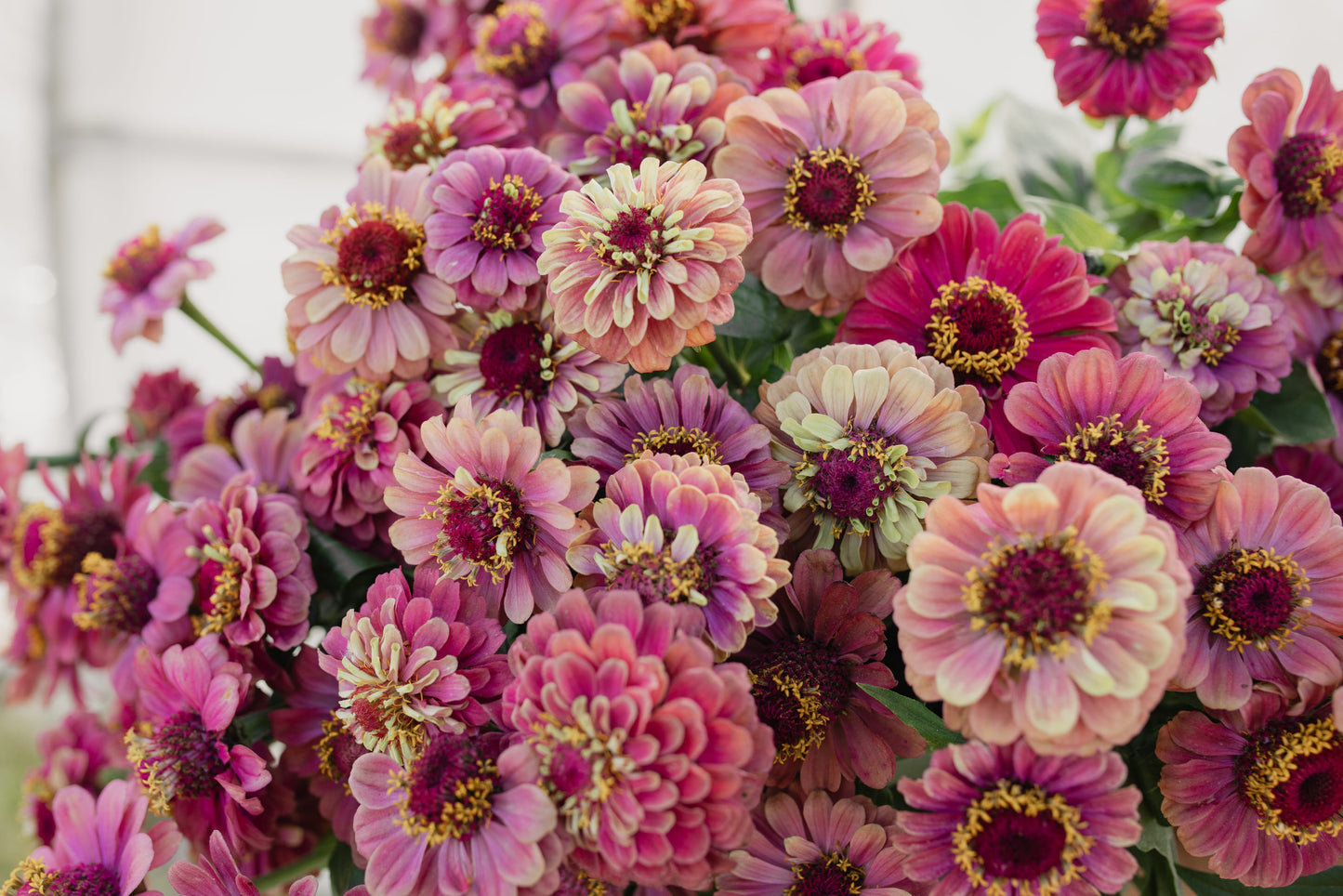 Cinija Queen lime red