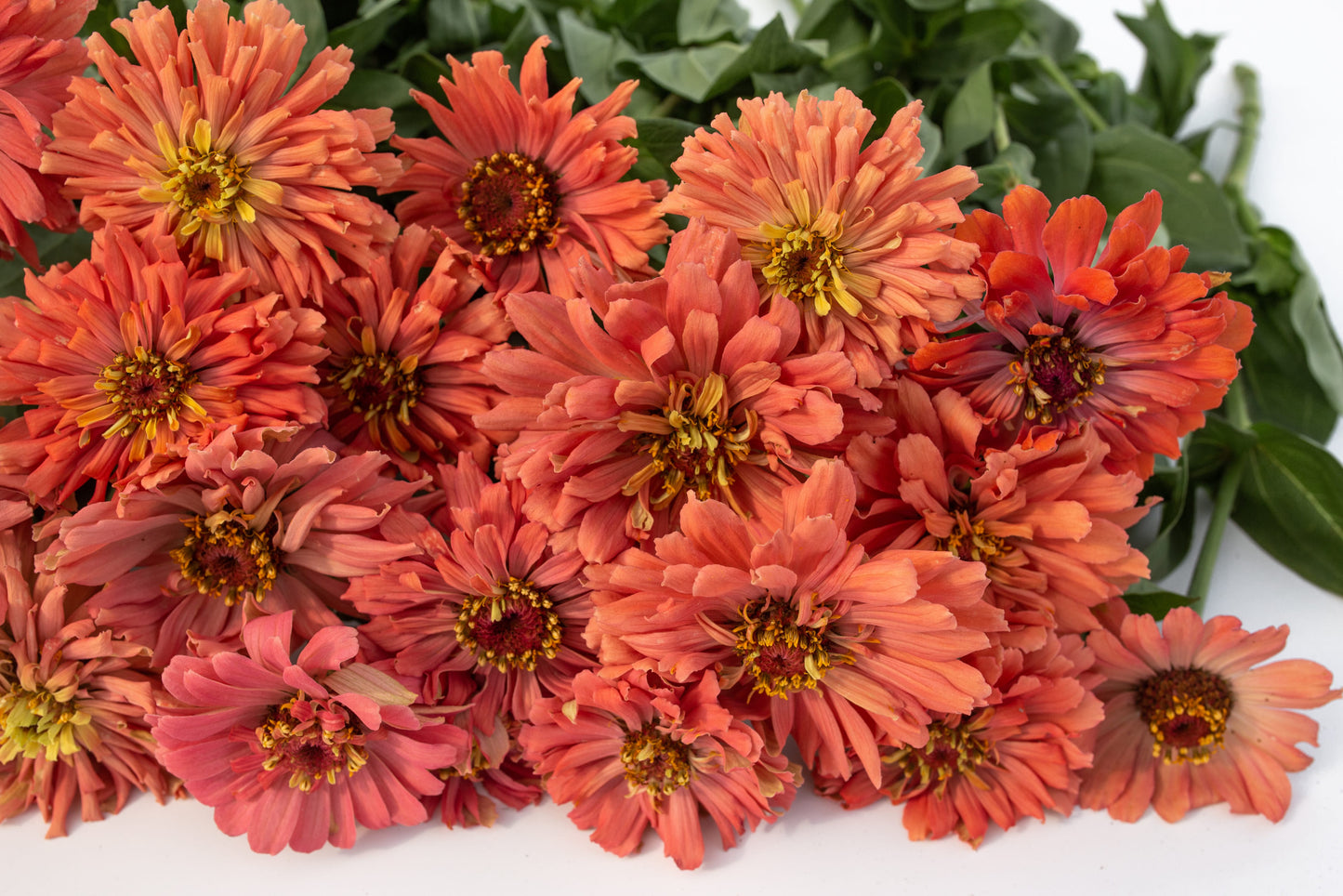 Cinija Super cactus senorita