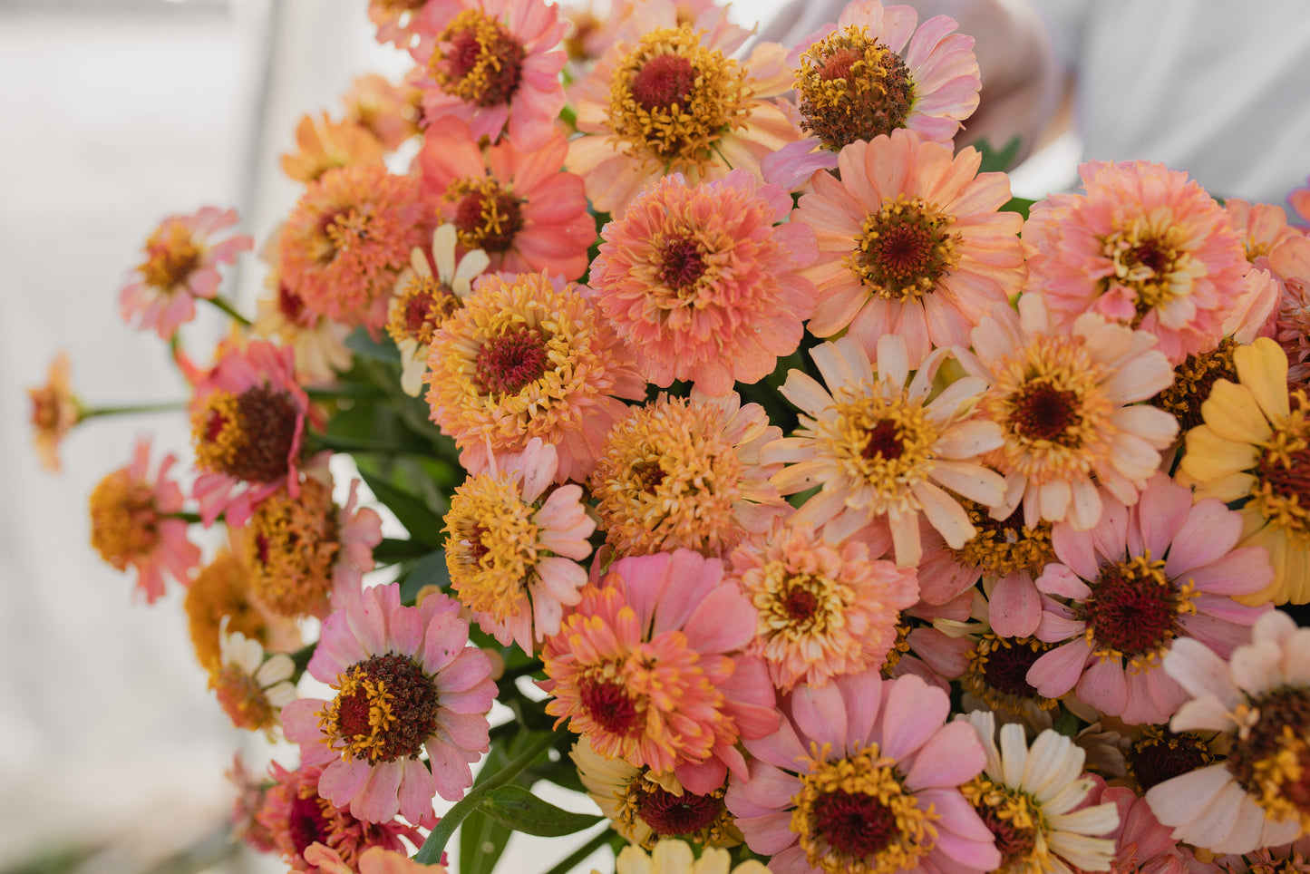 Cinija Zinderella peach