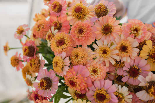 Cinija Zinderella peach