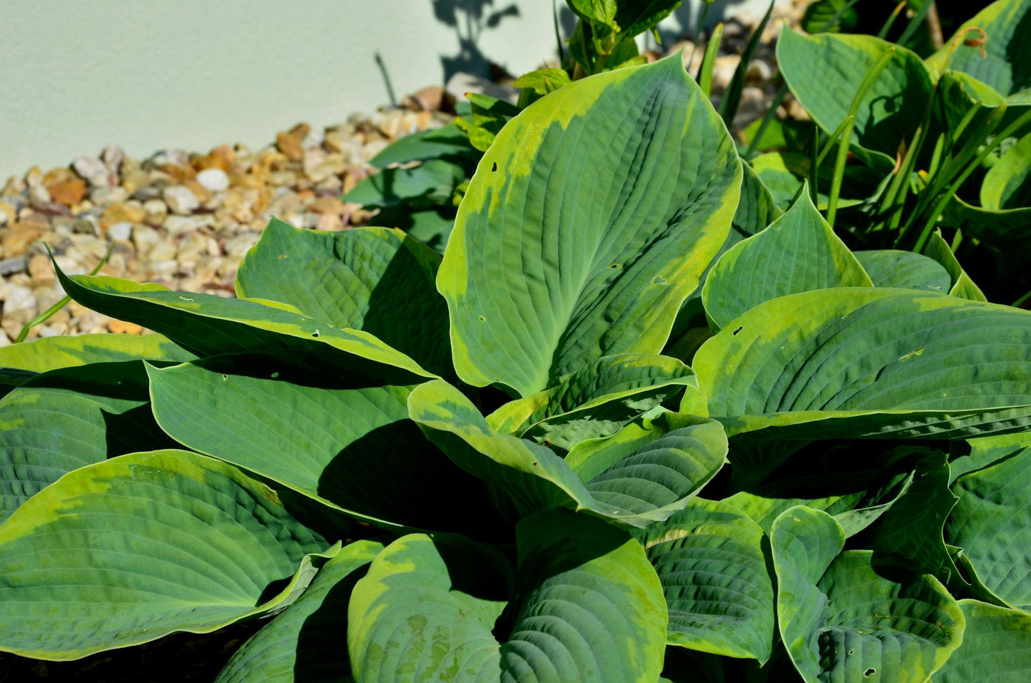 Hosta Frances Williams