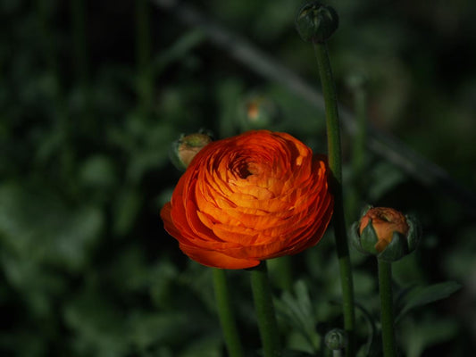 Ranunkula Elegance® Clementine