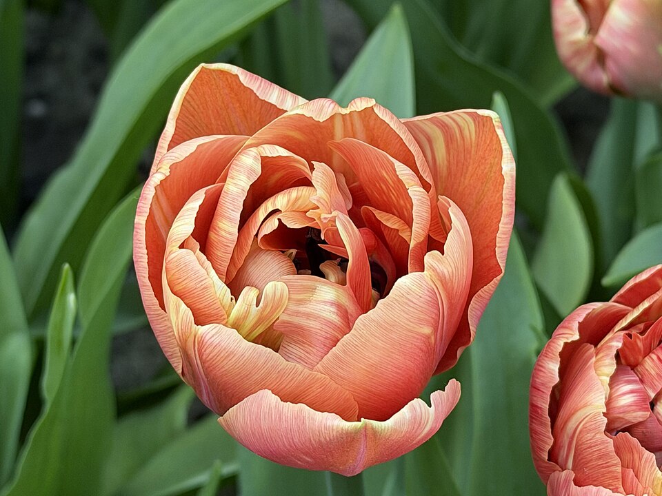 Tulipan Copper image