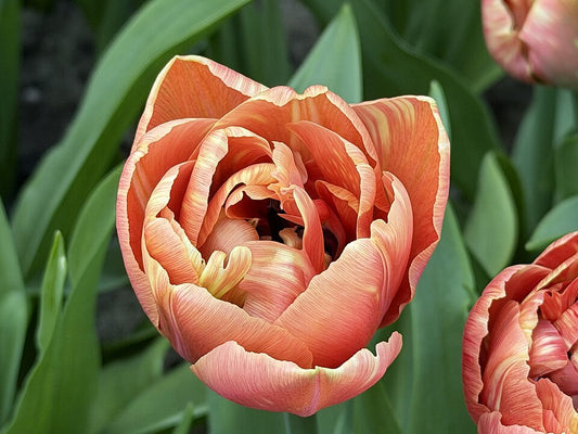 Tulipan Copper image