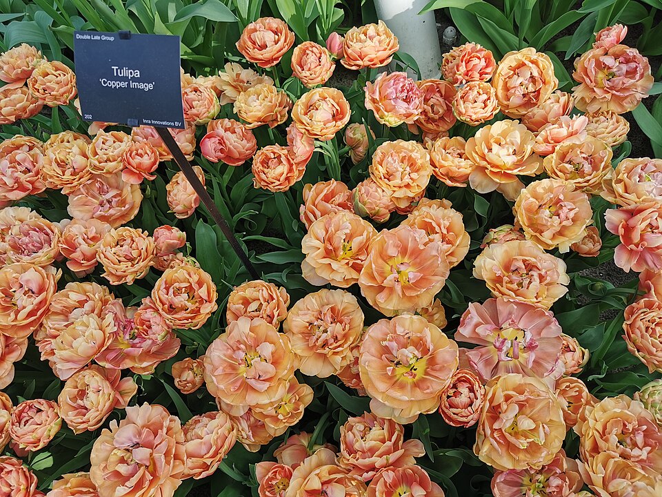 Tulipan Copper image