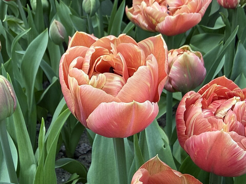Tulipan Copper image